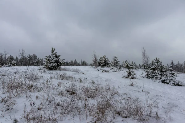 Piękna Leśna Zima Śnieżne Krajobrazy Śnieg Leży Gałęziach Drzew Ziemi — Zdjęcie stockowe