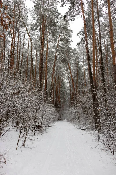 Inverno Floresta Bonito Paisagens Nevadas Neve Está Nos Galhos Das — Fotografia de Stock