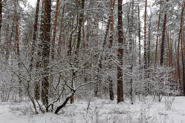 Nádherná Lesní Zima Zasněžená Krajina Sníh Leží Větvích Stromů Zemi — Stock fotografie