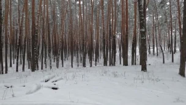Prachtige Boswinter Besneeuwde Landschappen Sneeuw Ligt Boomtakken Grond — Stockvideo