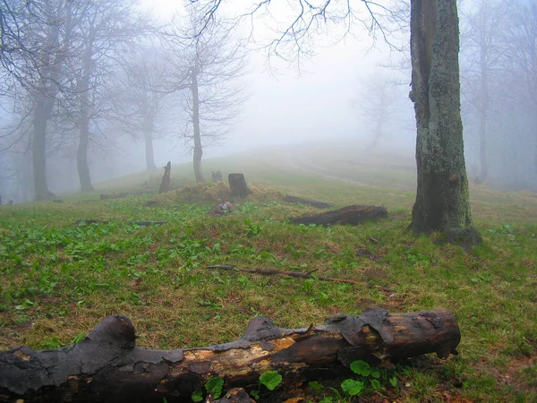 Gęsta Mgła Lesie Deszczowa Mglista Pogoda Lesie — Zdjęcie stockowe
