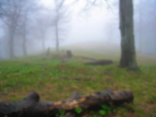 Blurred Photo Thick Fog Forest Rainy Foggy Weather Forest — Stock Photo, Image