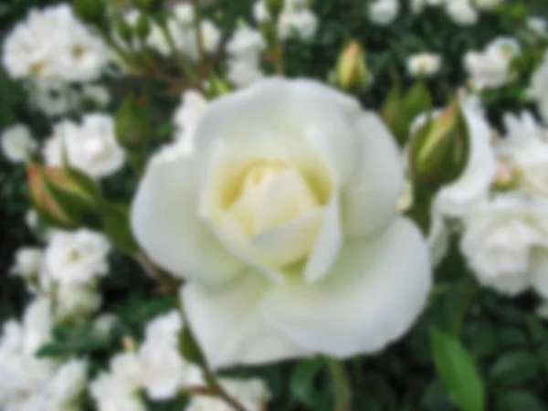 Розмиті Фотографії Квітів Біла Троянда Крупним Планом — стокове фото