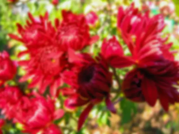 Fotografia Turva Buquê Flores Vermelhas Close — Fotografia de Stock