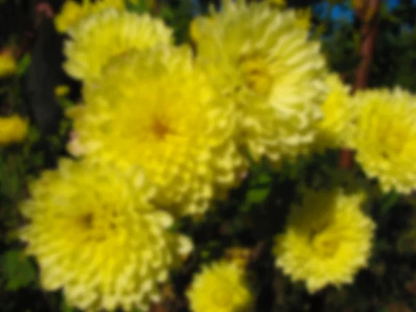 Foto Borrosa Ramillete Flores Amarillas Cerca — Foto de Stock