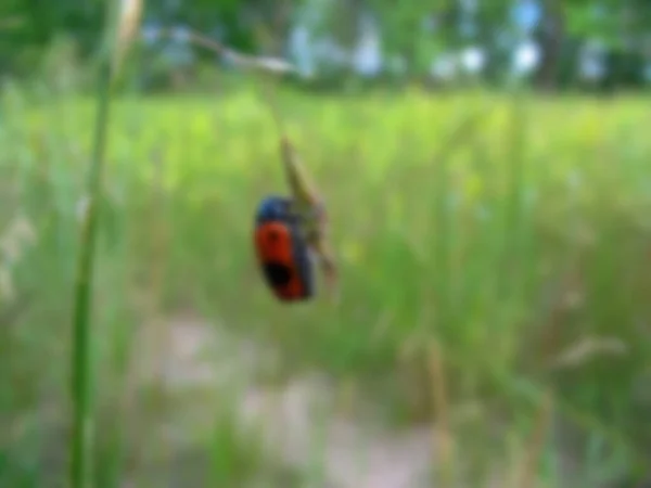 ぼやけた写真 小さなカブトムシが草の刃の上に座っています カブトムシは草の刃にしがみついている — ストック写真