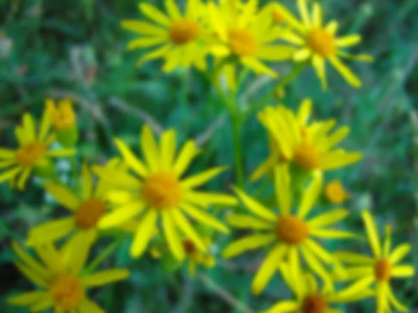 Bulanık Fotoğraf Sarı Çiçekler Kapanıyor Sarı Çiçekler — Stok fotoğraf