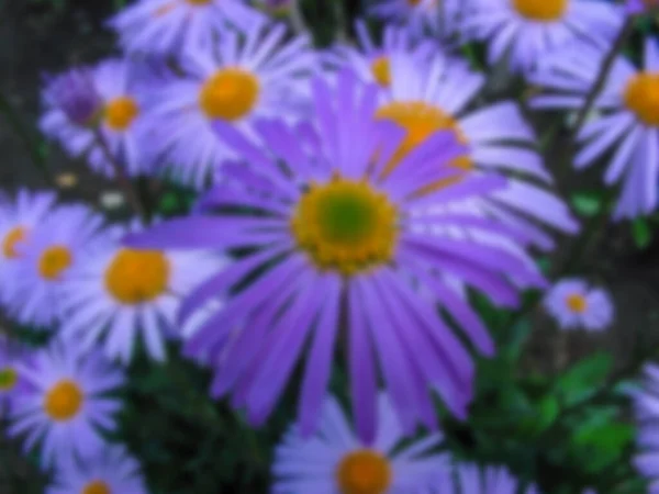 Blurred Photo Blue Flowers Close Beautiful Flowers — Stock Photo, Image