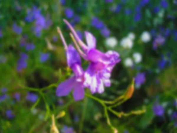 Bulanık Fotoğraf Mavi Çiçekler Kapanıyor Güzel Çiçekler — Stok fotoğraf