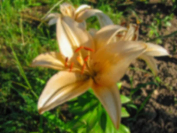 Blurred photo. Beige flower grows in the garden, close-up.