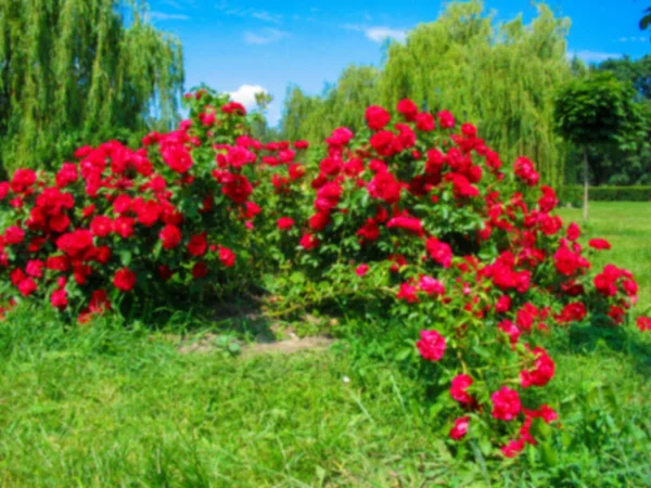 Ett Suddigt Foto Bush Röda Rosor Botaniska Trädgården — Stockfoto