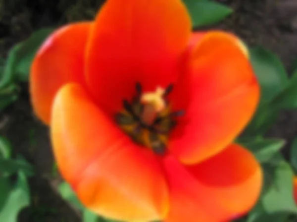 Foto Sfocata Fiore Tulipano Rosso Cresce Giardino Primo Piano — Foto Stock