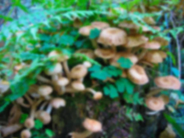 Foto Sfocata Funghi Funghi Sono Cresciuti Ceppo Autunno Stagione Dei — Foto Stock