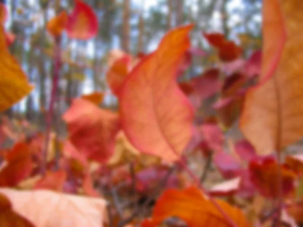 Blurred Photo Red Autumn Leaves Close — Stock Photo, Image