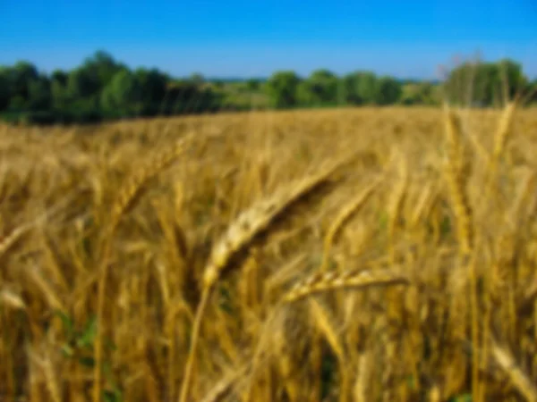 Blurred Photo Field Golden Wheat Landscape Wheat Field — Stock Photo, Image