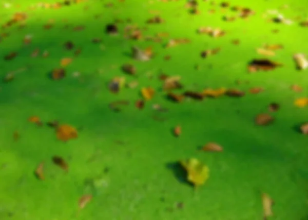 Размытое Фото Осенние Листья Лежат Зеленой Утке Болота — стоковое фото