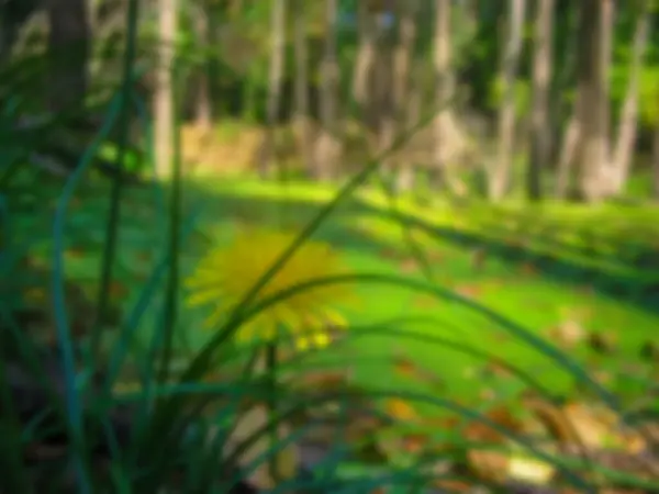 Unscharfes Foto Löwenzahn Hintergrund Einer Sumpflandschaft — Stockfoto