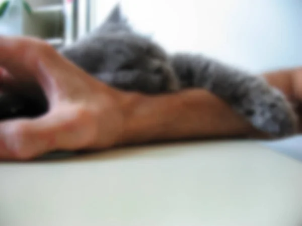 Bulanık Fotoğraf Kül Kedisi Dinlenmek Için Koluna Uzandı Yumuşak Bıyıklı — Stok fotoğraf