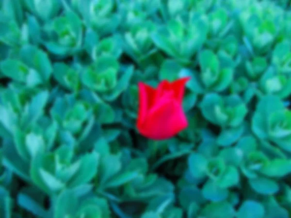 Foto Sfocata Fiore Tulipano Rosso Tulipano Una Pianta Erbacea Perenne — Foto Stock