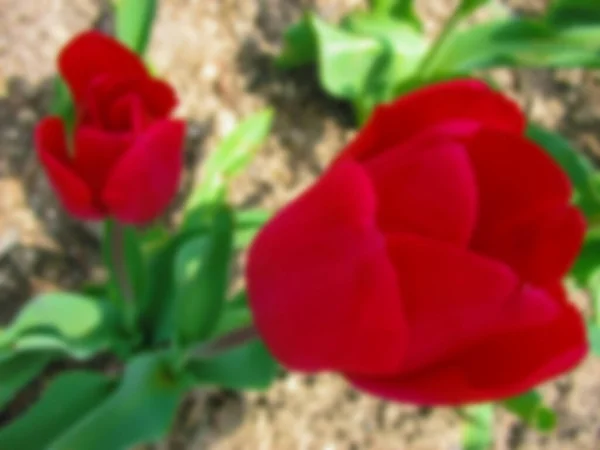 Foto Sfocata Fiore Tulipano Rosso Tulipano Una Pianta Erbacea Perenne — Foto Stock