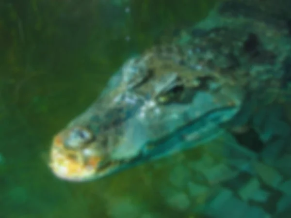 Rozmazaná Fotka Zelený Krokodýl Slané Vodě — Stock fotografie