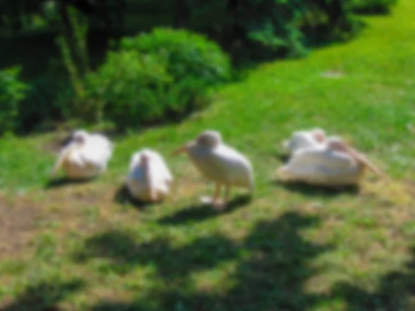Розмита Фотографія Пелікани Сонці Траві — стокове фото