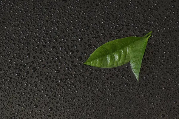 Green Leaves Lemon Tree Black Background Water Droplets Black Green — Stock Photo, Image