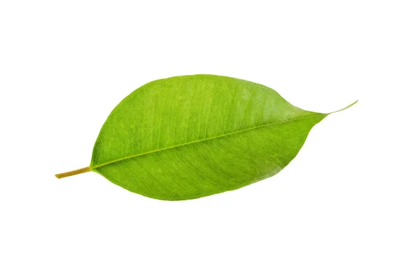Зелений Лист Фікусового Дерева Зелений Лист Світлому Фоні — стокове фото
