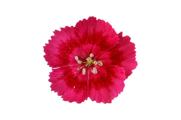 Rote Blume Auf Hellem Hintergrund Blütenknospen Aus Nächster Nähe — Stockfoto