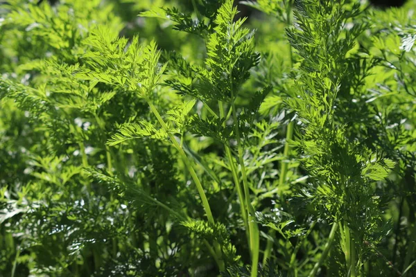 Green Leaves Carrot Tops Garden Blurred Background — Foto de Stock