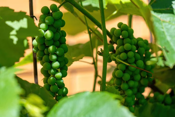 Grapes Vineyard Close — Zdjęcie stockowe