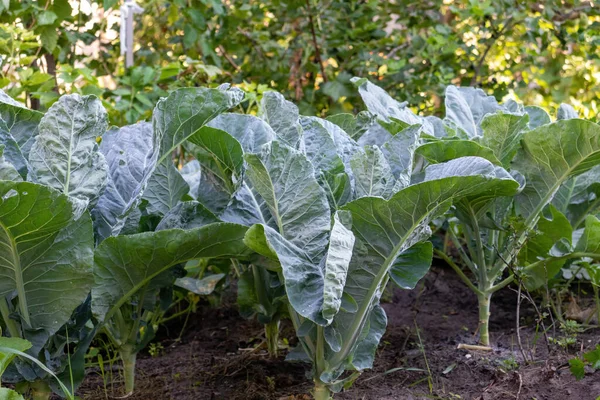 green cabbage growing in the garden