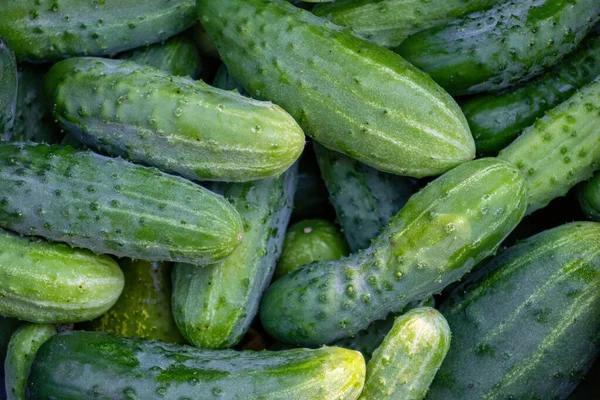 Verse Groene Komkommers Een Witte Achtergrond — Stockfoto