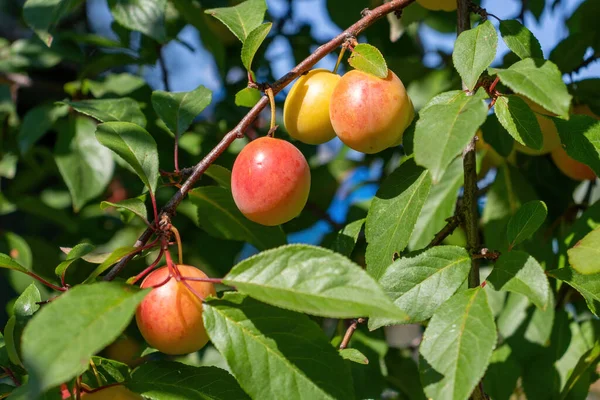 Ripe cherry plum on a tree branch in the garden. Cherry plum berries.