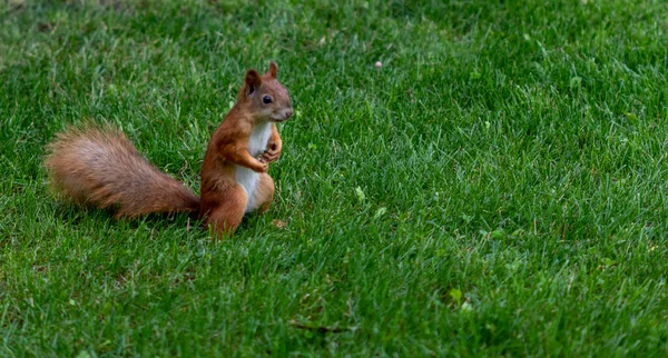 Squirrel Green Grass — Foto de Stock