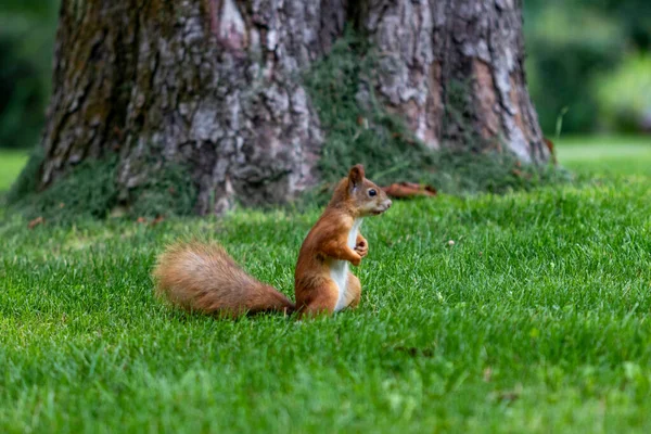 Ardilla Roja Bosque — Foto de Stock