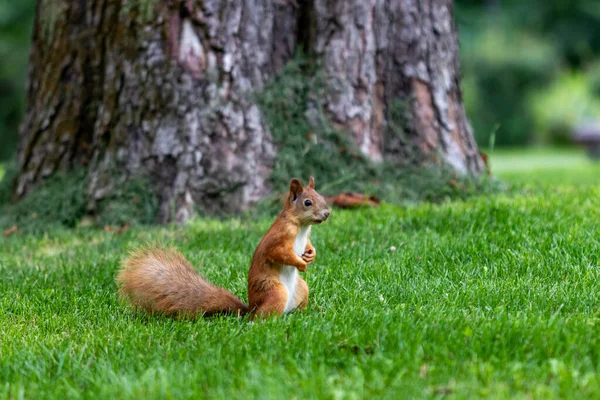 Ardilla Roja Árbol — Foto de Stock