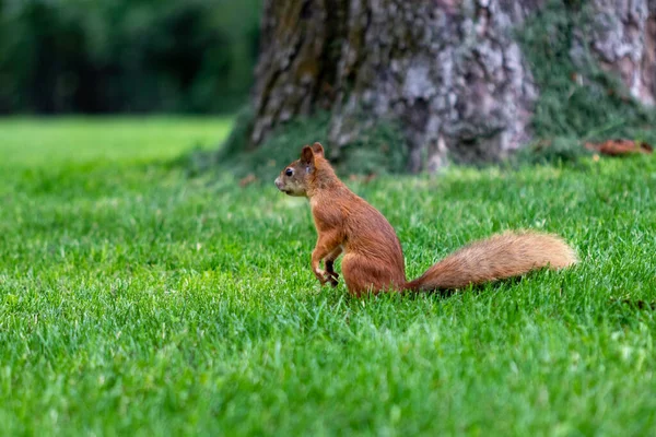 Red Squirrel Green Lawn — Stock fotografie