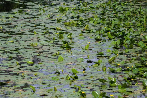 Grüne Blätter Teich — Stockfoto