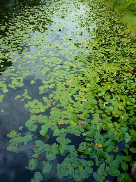 Schöner Blick Auf Den See — Stockfoto