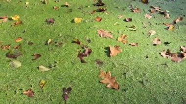 Yeşil orman bataklığı. Sonbahar orman manzarası. Ağaçlardaki sarı yapraklar.