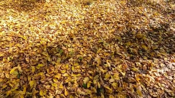 Kuru Sarı Yapraklar Yerde Sonbaharda Yapraklar Ağaçlardan Yere Düşer — Stok video