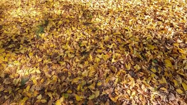 Herbstliche Waldlandschaft Gelbe Blätter Den Bäumen — Stockvideo