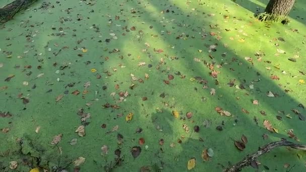 绿色森林沼泽 秋天的森林景观 树上的黄叶 — 图库视频影像