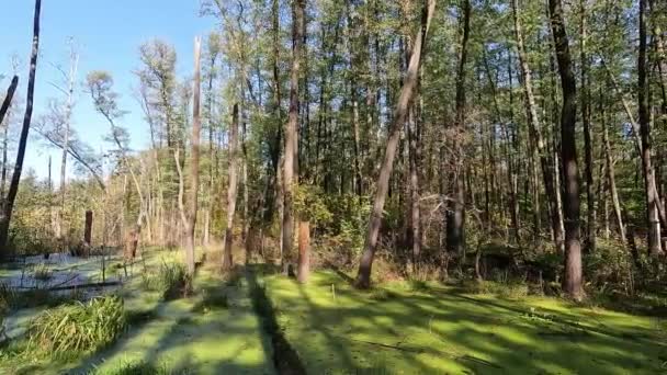 Πράσινος Βάλτος Φθινοπωρινό Δάσος Κίτρινα Φύλλα Στα Δέντρα — Αρχείο Βίντεο