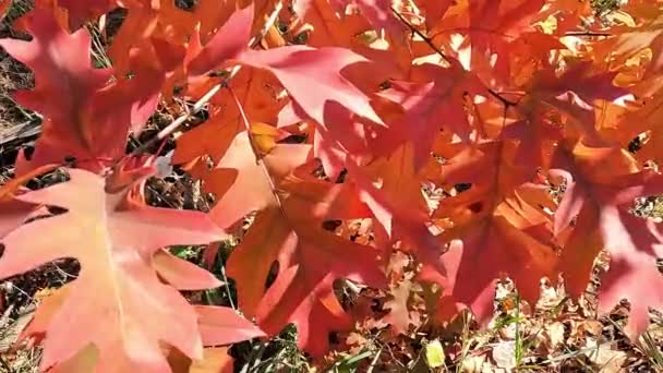 树上的树枝上有红叶 树上的叶子都变红了 — 图库视频影像