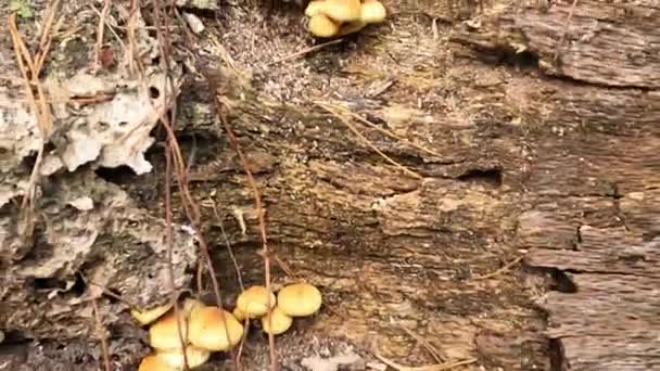 许多有毒的蘑菇长在一棵腐烂的老树上 — 图库视频影像