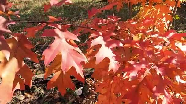 树上的树枝上有红叶 树上的叶子都变红了 — 图库视频影像