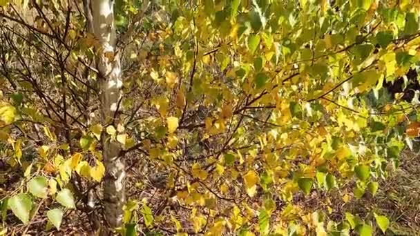 Κίτρινα Φύλλα Στα Κλαδιά Ενός Δέντρου Φύλλα Στο Δέντρο Έγιναν — Αρχείο Βίντεο