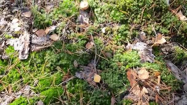 秋林青苔上的干叶 — 图库视频影像